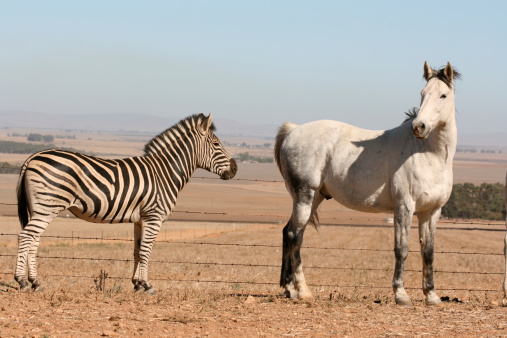 A zebra and a horse share quality time in South Africa.