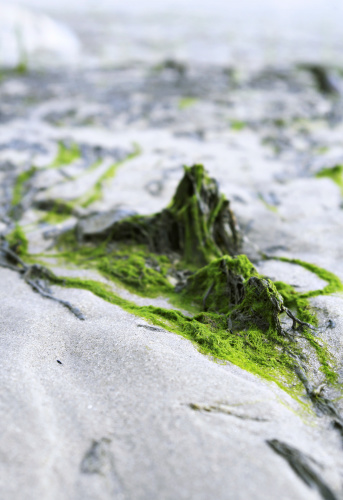 Green seaweed.