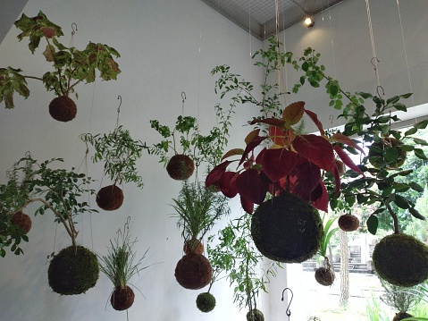 Interior ornamental and decoration with Kokedama Japanese technique