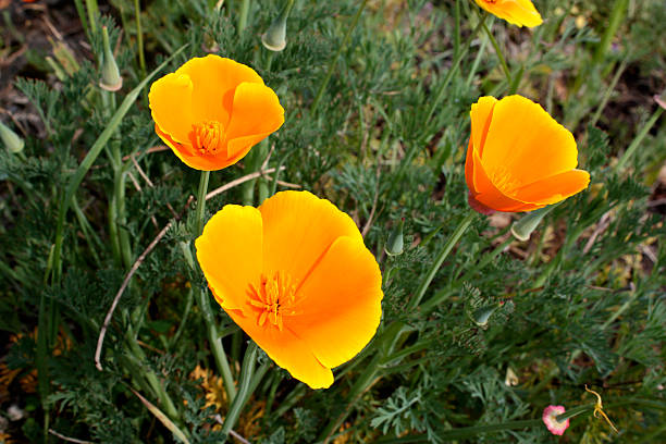 istock Orange summer flowers 172884327