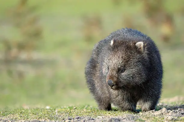Wombat is wandering at Narawntapu national park in TasmaniaRelated images: