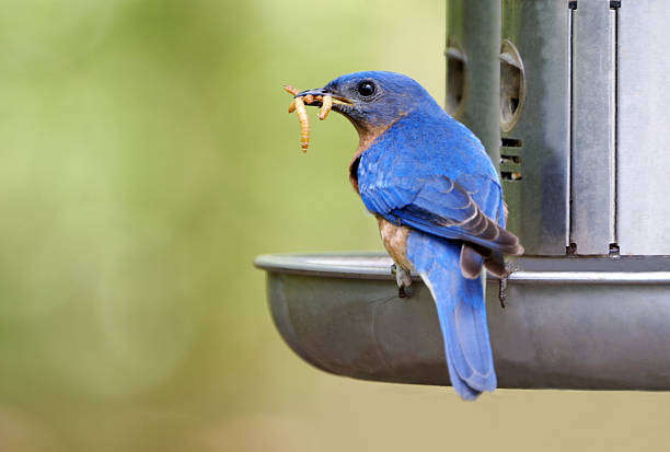 istock Male Bluebird With Meal Worms 172884622