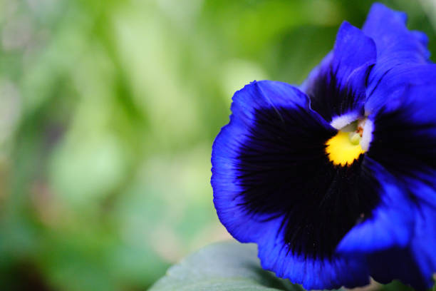 close up of blue pansies