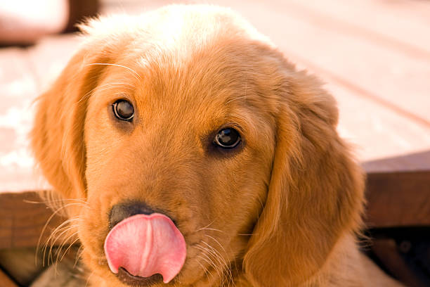 Adorable Licking Puppy stock photo