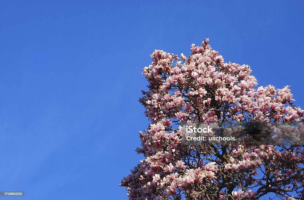 Magnolia tree in full blossom  April Stock Photo