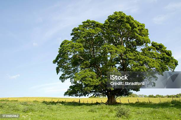 Photo libre de droit de Un Seul Arbre banque d'images et plus d'images libres de droit de Arbre - Arbre, Arbre à feuilles caduques, Bleu