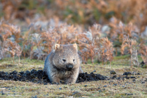 Wombat is wandering at Narawntapu national park in TasmaniaRelated images: