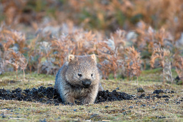 Wombat feeding Wombat is wandering at Narawntapu national park in TasmaniaRelated images: wombat stock pictures, royalty-free photos & images