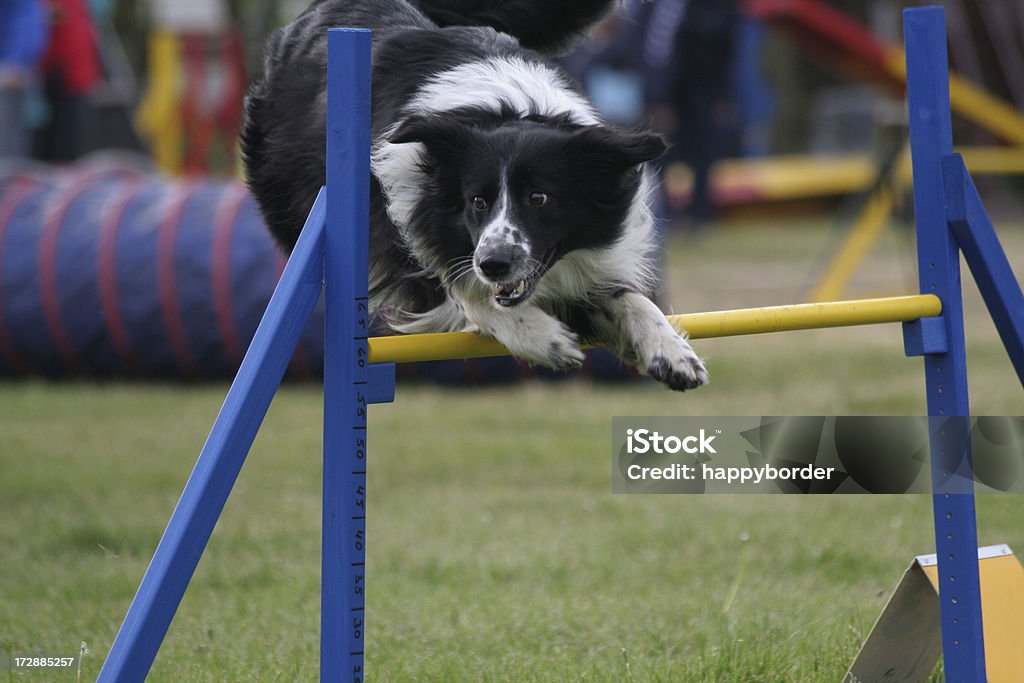 Speedy Border Collie - Photo de Agility - Sport canin libre de droits