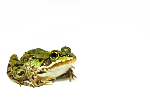 istock Europen frog green 172885321