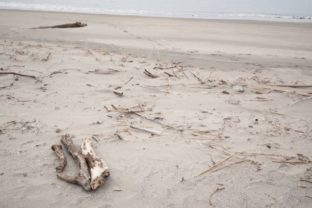 Rolling driftwood and a quiet sea