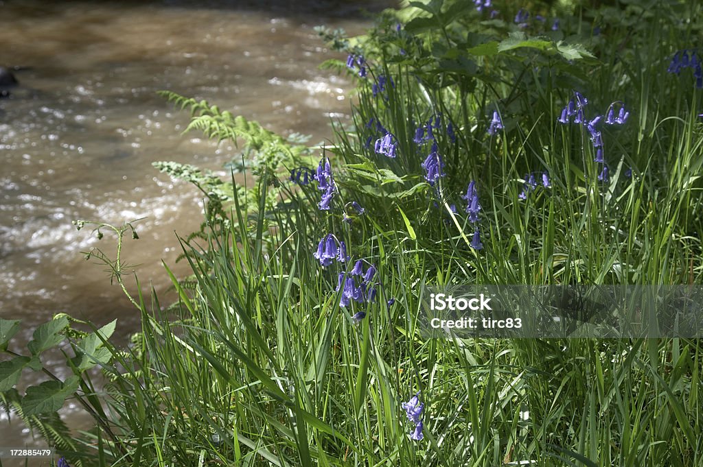 Riverside bluebells Acqua fluente - Foto stock royalty-free di Acqua