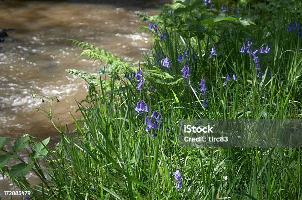 Riverside Bluebells Acqua Fluente - Fotografie stock e altre immagini di Acqua - Acqua, Acqua fluente, Ambientazione esterna