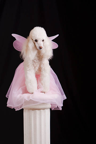 Fairy Ballerina Poodle on a Pedestal stock photo