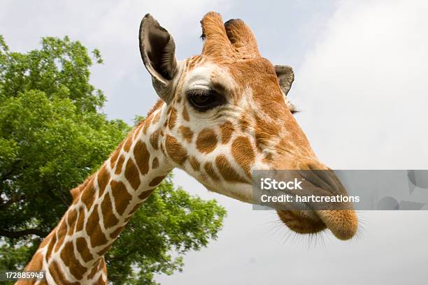 Żyrafa - zdjęcia stockowe i więcej obrazów Część ciała zwierzęcia - Część ciała zwierzęcia, Dzikie zwierzęta, Fotografika