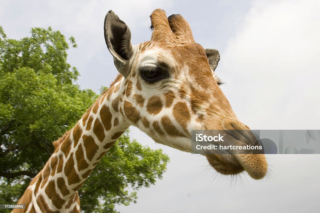 Жираф - Стоковые фото Голова животного роялти-фри