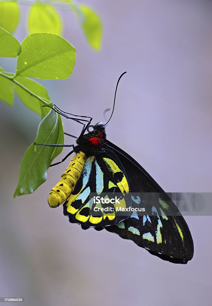 Butterfly - - Lizenzfrei Bunt - Farbton Stock-Foto