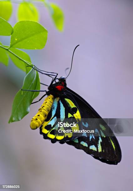 Mariposa Foto de stock y más banco de imágenes de Animal - Animal, Colorido, Fotografía - Imágenes