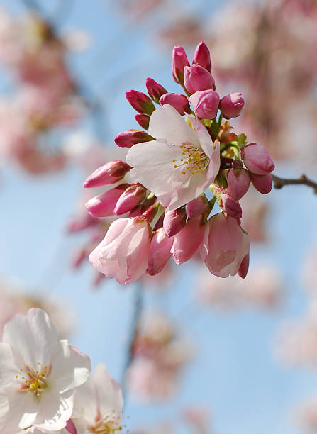 istock Pink Cherry Blossoms, Springtime In Washington Dc, 172886053