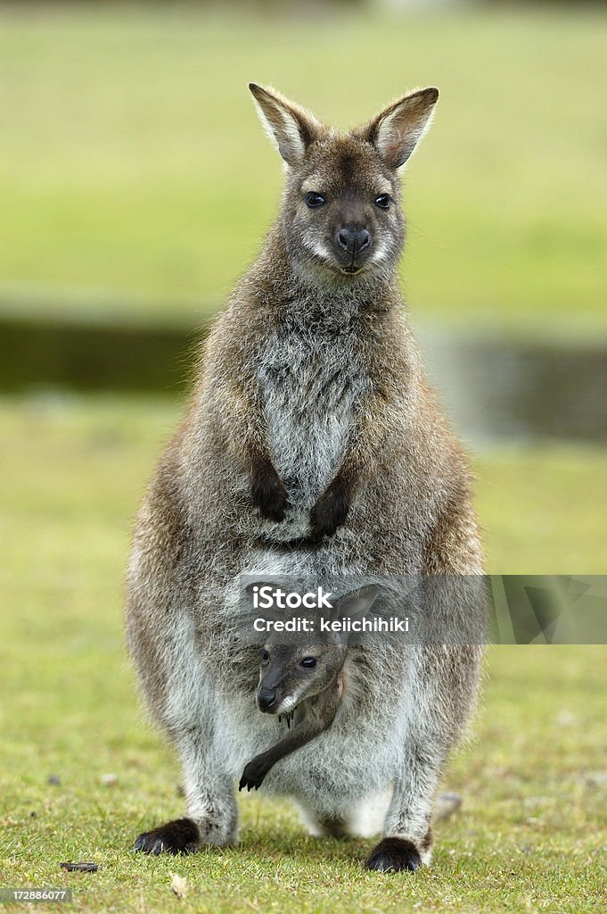Wallaby com Bebé - Royalty-free Animal Foto de stock