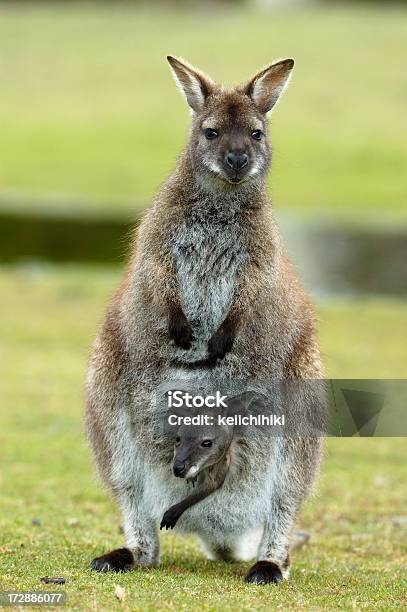 Wallaby Com Bebé - Fotografias de stock e mais imagens de Animal - Animal, Animal selvagem, Ao Ar Livre
