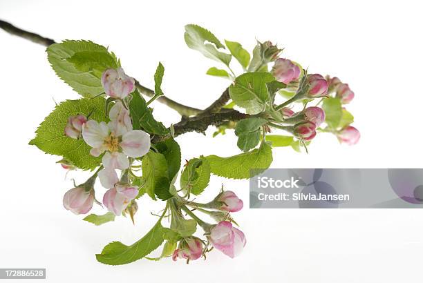 Apple Blossom Stockfoto und mehr Bilder von Apfelbaum-Blüte - Apfelbaum-Blüte, Ast - Pflanzenbestandteil, Baumblüte