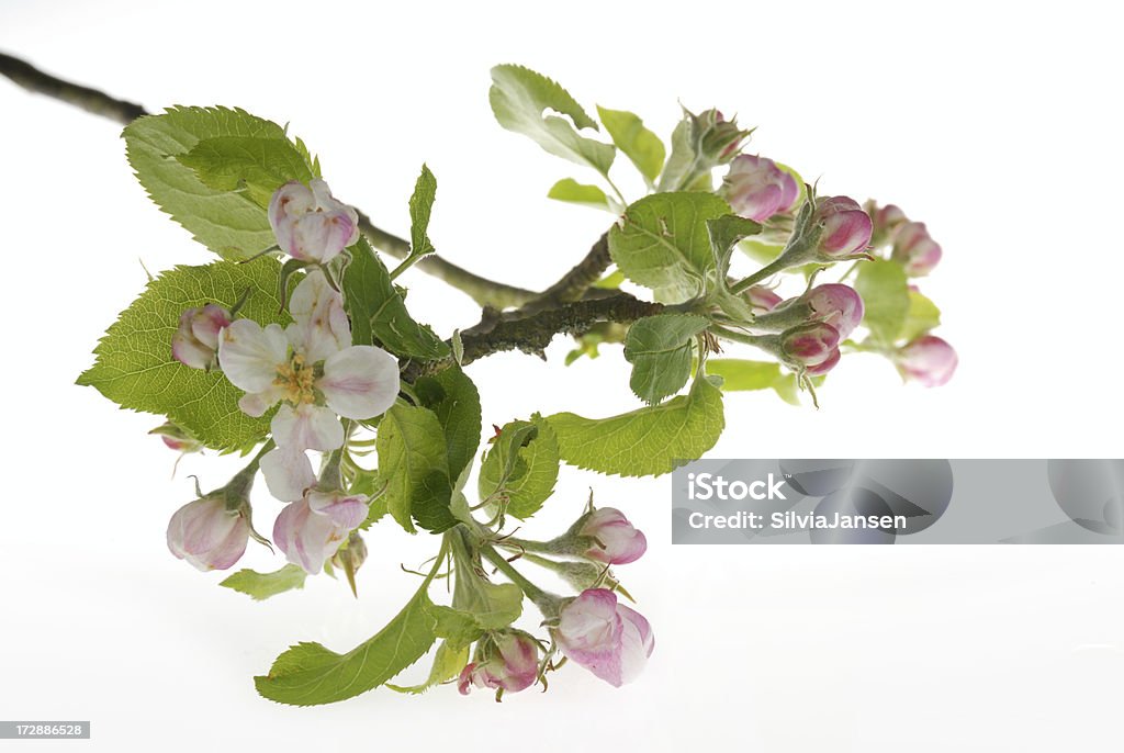 Flor de apple - Foto de stock de Beleza natural - Natureza royalty-free