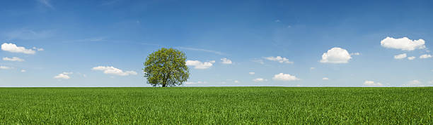 istock Spring panorama - lonely tree, meadow, the blue sky 172886815