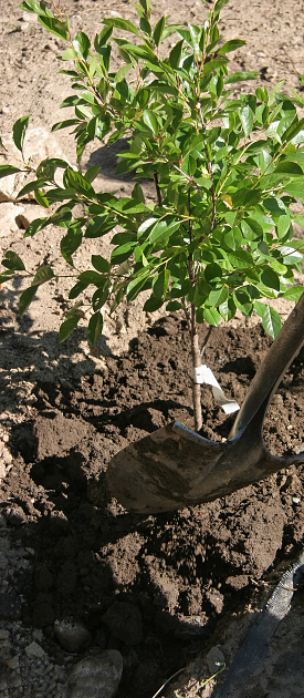 Planting in the dwarf cherry tree