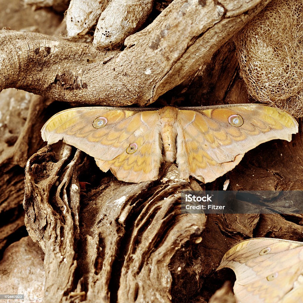 Огромная бабочка и коконов - Стоковые фото Phoebis argante роялти-фри