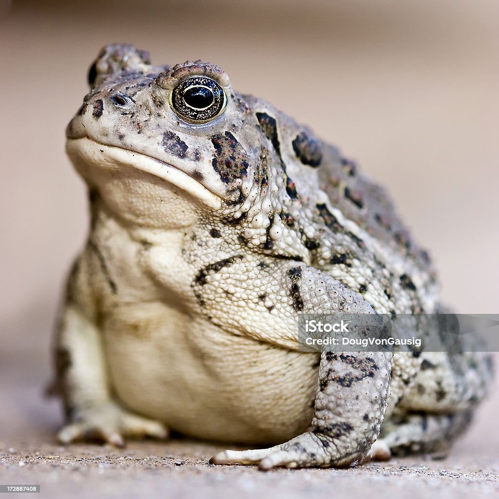 Woodhouse de crapaud - Photo de Amphibien libre de droits