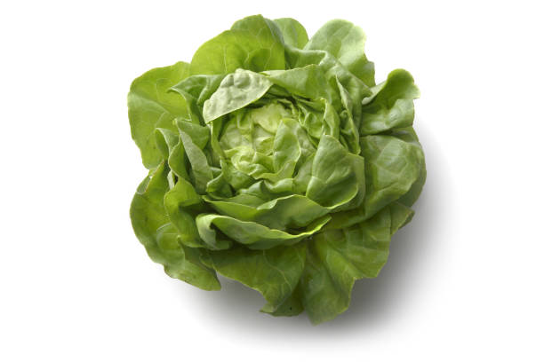 istock Vegetables: Butterhead Lettuce Isolated on White Background 172887458