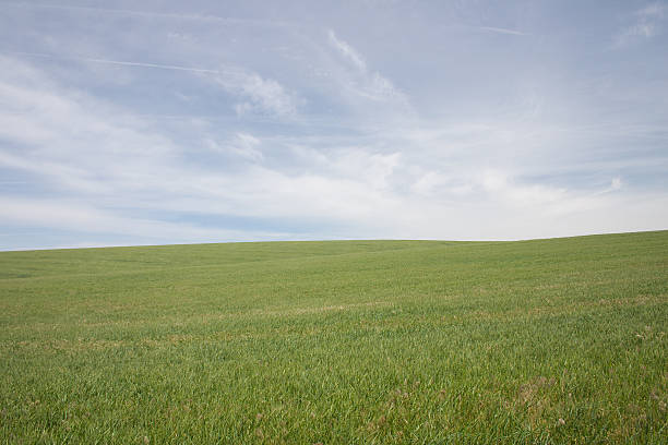istock field of winter wheat on hillside 172887486