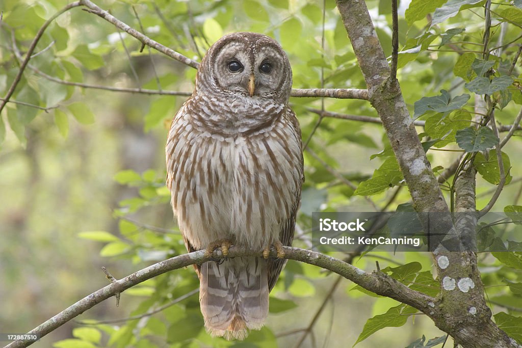 Barred Owl Perched in Forest "Barred Owl (Strix varia) bird perched in forest. Looking at Camera.Corkscrew Swamp wildlife Sanctuary, Florida, USAMORE OWLS" Barred Owl Stock Photo