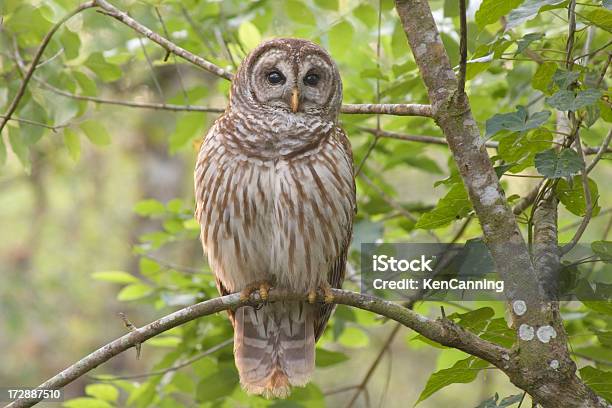 Barred Owl Perched In Forest Stock Photo - Download Image Now - Barred Owl, Owl, Florida - US State