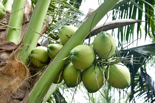 Ban Phaeo Namhom Coconut Tree Aromatic coconut tree with many fruits
