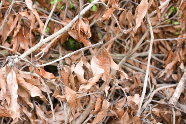 istock dry leaves dry trees 1728875323
