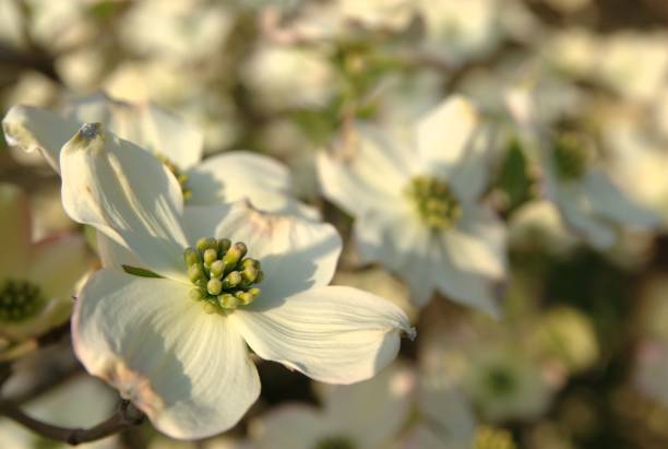 istock Dogwood in Bloom 172887625