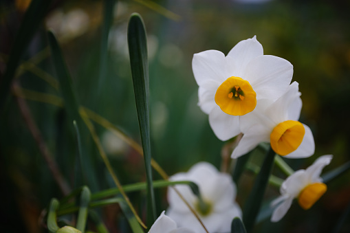 Close-up of blooming white daffodil flowers