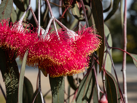 Close up of pink flowering gum tree - Eucalyptus Caesia