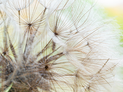 Close up of fragile salsify seed