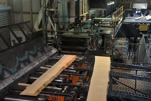 slabs of Pinus radiata timber move through a sawmill to the next set of saws