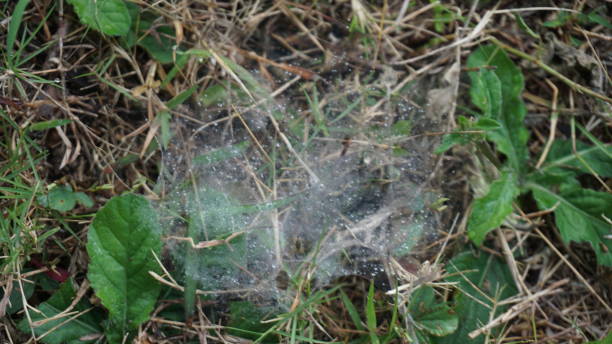 istock Spider web in the grass, close-up of a spider web. 1728924417