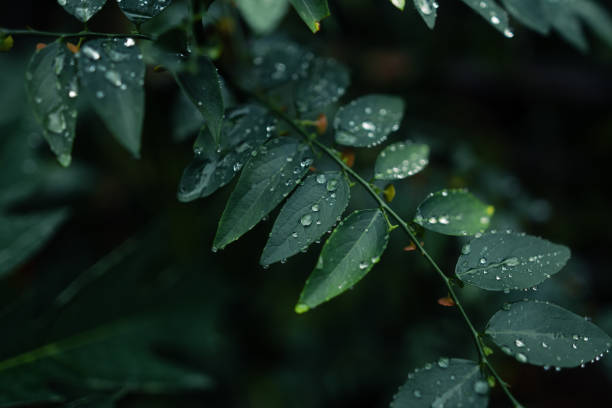 istock leaves and water drops on a rainy day 1728926709