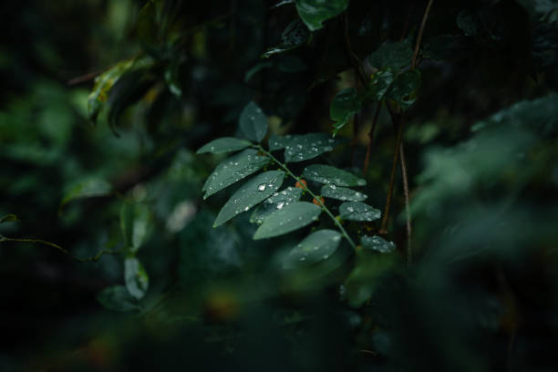 istock leaves and water drops on a rainy day 1728926722