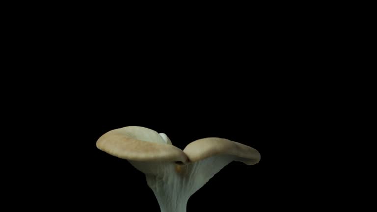 Growing mushroom time lapse.