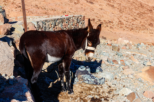 Donkey in Sinai mountains, Egypt