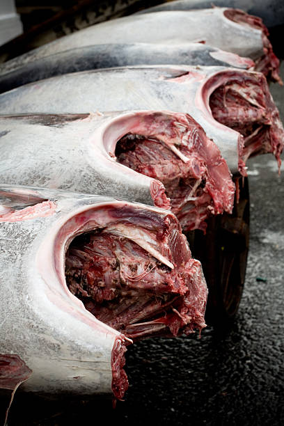 istock Tuna at Tokyo (Tsukiji) fish market 172894974