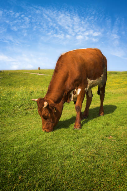 istock Cow in green pasture meadow 172894979