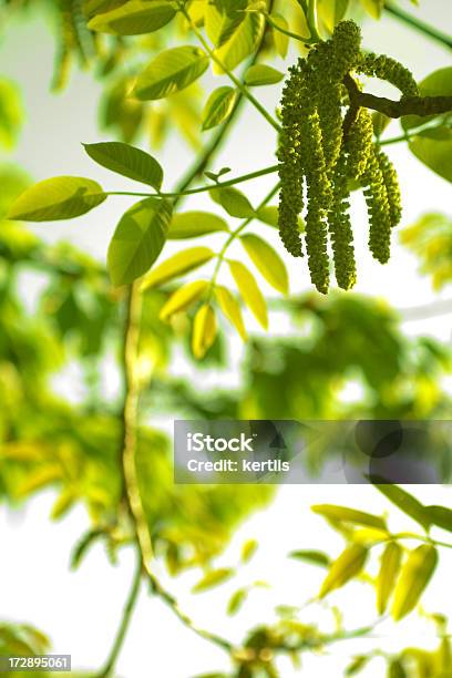 Frühling Grün Stockfoto und mehr Bilder von Baum - Baum, Beleuchtet, Bildhintergrund